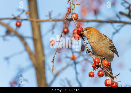 Pine Grosbeak in Quebec Kanada Stockfoto