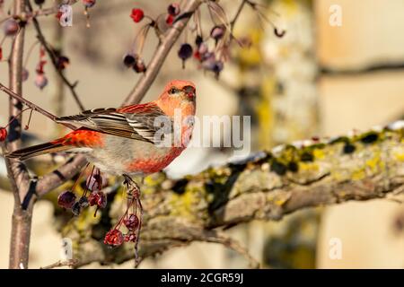 Pine Grosbeak in Quebec Kanada Stockfoto