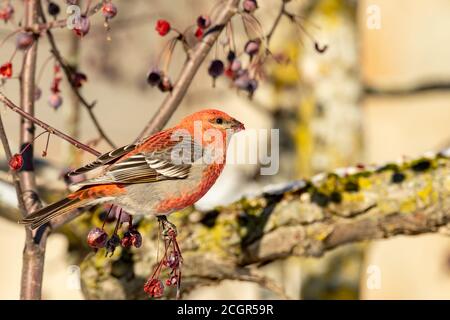 Pine Grosbeak in Quebec Kanada Stockfoto