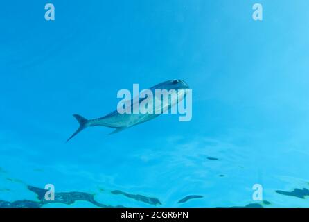 Schwarzfleckiger Pompano, Trachinotus bailloni, im Oberflächenwasser, Bathala Island, Malediven Stockfoto