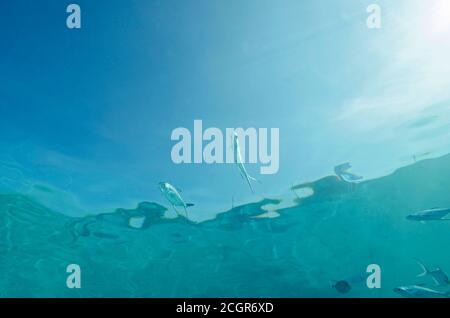 Schwarzfleckiger Pompano, Trachinotus bailloni, im Oberflächenwasser, Bathala Island, Malediven Stockfoto