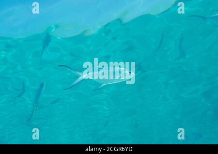 Schwarzfleckiger Pompano, Trachinotus bailloni, im Oberflächenwasser, Bathala Island, Malediven Stockfoto