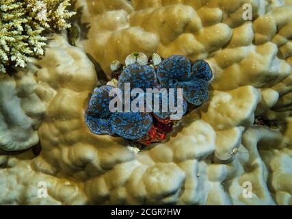 Riesenmuschel, Tridacna maxima, auf Korallenriff, Bathala Island, Malediven Stockfoto