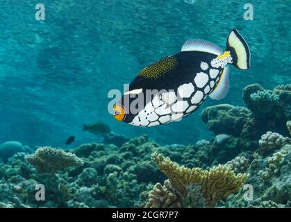 Clown Drückerfisch, Balistoides Conspicillum, Schwimmen über Korallenriffe auf den Malediven, Indischer Ozean Stockfoto