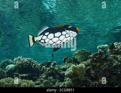 Clown Drückerfisch, Balistoides Conspicillum, Schwimmen über Korallenriffe auf den Malediven, Indischer Ozean Stockfoto