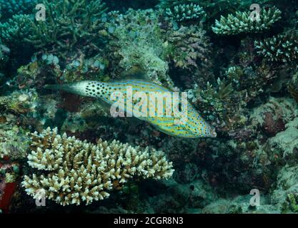 Abgekratzter Filefisch, Aluterus scriptus, schwimmend über Korallenriff, Bathala, Malediven Stockfoto