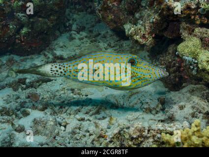 Abgekratzter Filefisch, Aluterus scriptus, schwimmend über Korallenriff, Bathala, Malediven Stockfoto