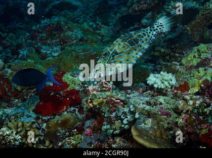 Abgekratzter Filefisch, Aluterus scriptus, schwimmend über Korallenriff, Bathala, Malediven Stockfoto