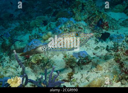 Abgekratzter Filefisch, Aluterus scriptus, schwimmend über Korallenriff, Bathala, Malediven Stockfoto