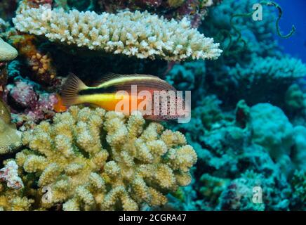 Blackside Hawkfish, Paracirrhites forsteri, auf Korallenriff, Malediven, Indischer Ozean Stockfoto