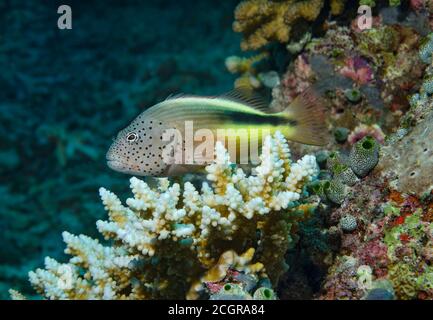 Blackside Hawkfish, Paracirrhites forsteri, auf Korallenriff, Malediven, Indischer Ozean Stockfoto