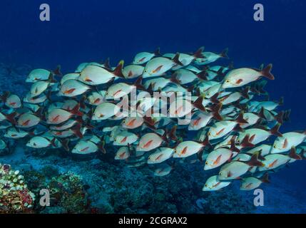 Schwarm von Buckelwalen Red Snapper, Lutjanus Gibbus, über ein Korallenriff, Indischer Ozean, Bathala, Ari Atoll, Malediven Stockfoto