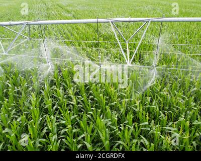 Automatische Bewässerung auf einem Maisfeld. Agro-Industrie, Landwirtschaft in ariden Gebieten. Stockfoto