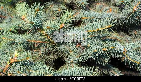 Fichtenklammern mit Nadeln, grüner Hintergrund. Stockfoto