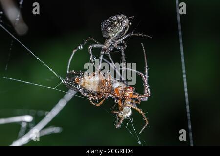 Nahaufnahme Makroaufnahme einer zwei Spinnen kämpfen für Das erfasste Opfer Stockfoto