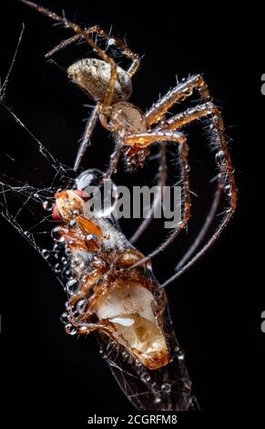 Nahaufnahme Makroaufnahme einer Spinne packte das Opfer und wickelte es in ein Netz. Stockfoto