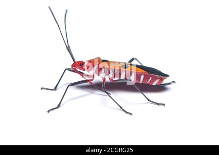 Lygaeidae oder Milkweed Bug isoliert auf weißem Hintergrund Stockfoto