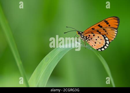 Tawny Coster Schmetterling isoliert Barschen auf Grasblatt Stockfoto