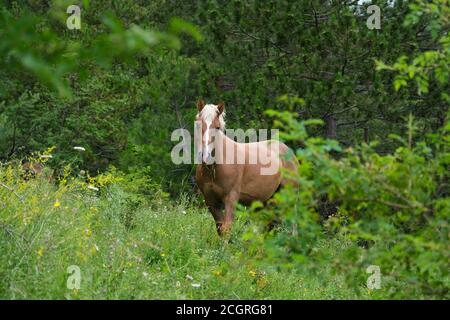 Braunes Pferd beim Essen in einem Kiefernwald in den Bergen Bereich der Majalla Stockfoto