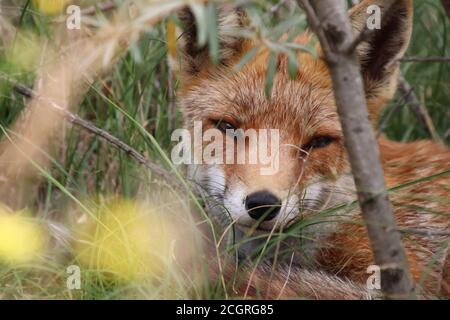 Rotfuchs versteckt sich im hohen Gras. Stockfoto