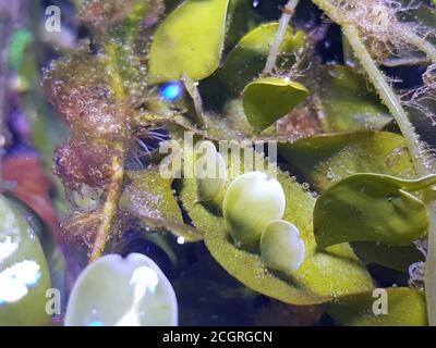 Caulerpa prolifera in Refugium-System für Meerwasser-Korallenriff-Aquarium Tank Stockfoto