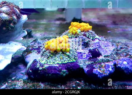 Erstaunliche Biohazard Rhodactis grünen Sprungpilz Koralle Stockfoto
