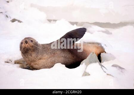 Die antarktische Pelzrobbe, manchmal Kerguelen-Pelzrobbe genannt, auch als Arctocephalus gazella bekannt, die ruhig auf dem Schnee in der Antarktis sitzt. Stockfoto