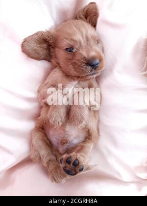 Liebenswert Golden Cocker Retriever Welpe liegt auf dem Rücken und Versucht zu schlafen Stockfoto