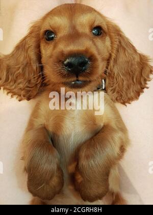 Liebenswert Golden Cocker Retriever Welpe liegt auf dem Rücken und Versucht zu schlafen Stockfoto