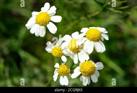 Nahaufnahme von einigen wilden Gänseblümchen Stockfoto