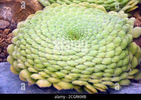 Aeonium tabuliforme (Flach-opped Aeonium/Saucer Plant) Sukkulent im Alpine House bei RHS Garden Harlow Carr, Harrogate, Yorkshire, England angebaut. Stockfoto