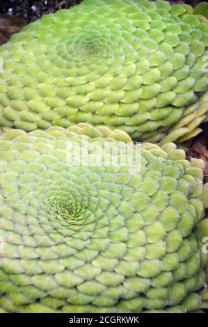 Aeonium tabuliforme (Flach-opped Aeonium/Saucer Plant) Sukkulent im Alpine House bei RHS Garden Harlow Carr, Harrogate, Yorkshire, England angebaut. Stockfoto