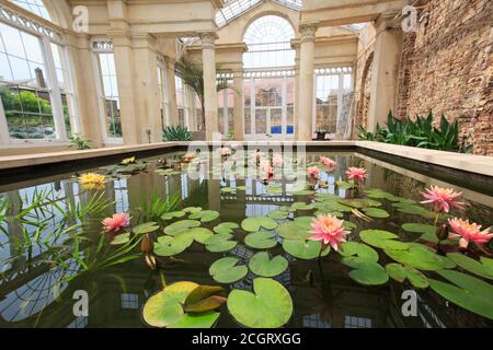 Syon, England, 2018 - Lily Pond befindet sich in einem großen Glaskonservatorium im Great Syon Glass House. Diese ist im Besitz des Herzogs von Northumberland A Stockfoto