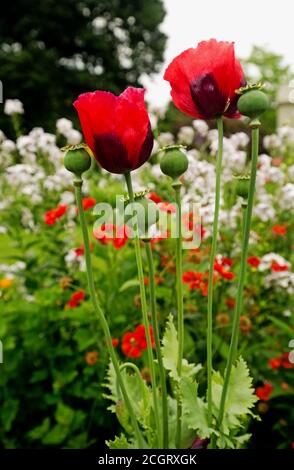 Zwei schöne rote Tulpen in voller Blüte mit einem hellen Farbenfroher Gartenhintergrund Stockfoto