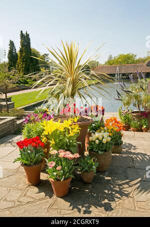 Verschiedene Colourdul Tulpendisplays mit einem großen palmenartigen Baum, vor einem kleinen See Hintergrund in einem englischen Country Garden in Surrey England Stockfoto