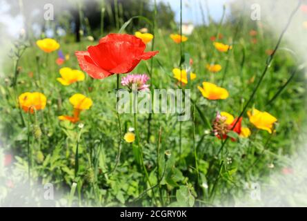Große helle rote Mohnblume wächst in einer englischen Wildwiese Umgeben von Gras und kleinen gelben Blumen mit einem vignetted Frame: Der Fokus liegt auf dem Pop Stockfoto