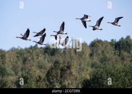 Ein Flug der Greylag-Gänse Anser anser, die in Formation fliegen und die Baumkronen in West Yorkshire, England umsäumen Stockfoto