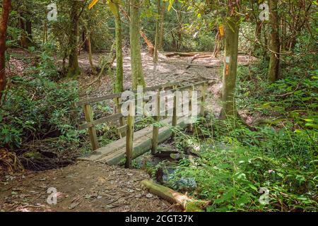 Diese charmante rustikale Brücke überquert einen Bach auf einem Pfad an King's Creek Falls in der Nähe von Burrels Ford Campground im Bundesstaat South Carolina. Stockfoto