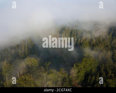 Neblige Bäume von oben. Luftaufnahme von Morgennebel und Sonnenaufgang im Herbst. Schöne romantische Atmosphäre in der Landschaft. Sommerzeit im Nationalpark. Stockfoto