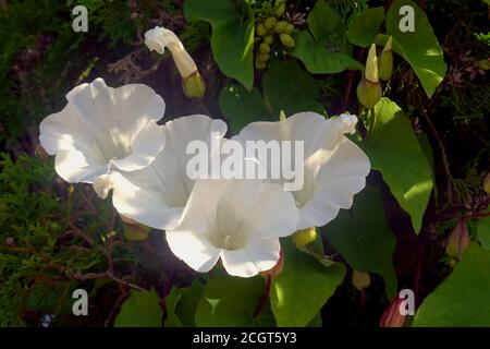 Ein Heckenbarsch oder Wild Morning Glory (Calystegia sepium), der in einer Zedernhecke wächst. Stockfoto