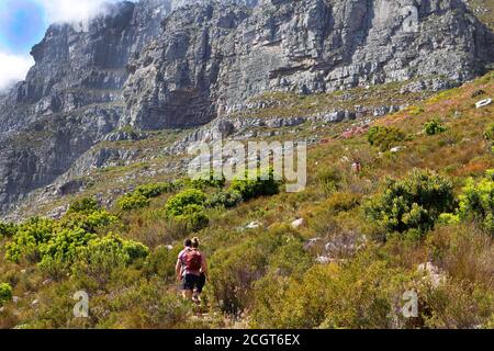 Besucher wandern hinauf zum Countour-Pfad auf dem Tafelberg. Stockfoto