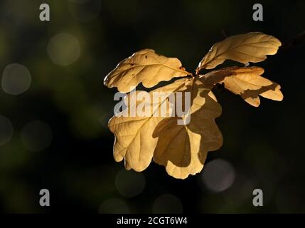 Gelbe Eichenblätter im Herbstmorgen Stockfoto