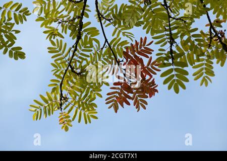 Rote und grüne Herbstblätter einer Eberesche dagegen Himmel Stockfoto