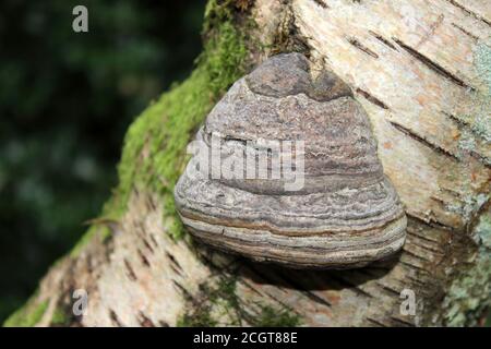 HUF Pilz Zündstoff fomentarius Stockfoto