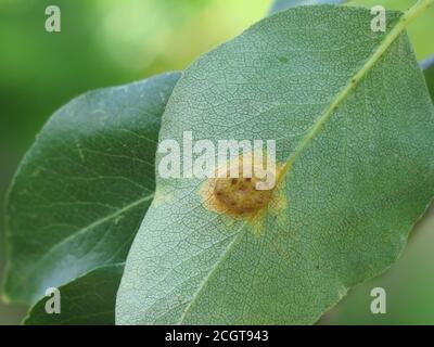 Europäischer Birnenrost ist eine Pilzkrankheit der Birnenbäume; dieses Foto zeigt das Wachstum auf der Unterseite des Blattes, die obere Fläche hat einen orangefarbenen Fleck. Stockfoto