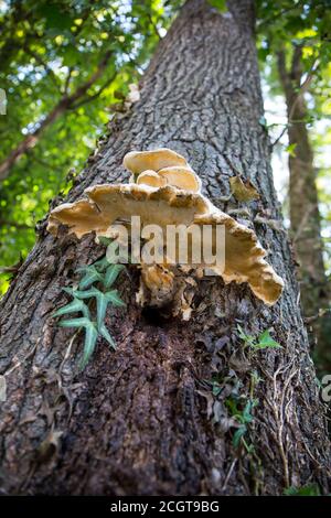 Ein großer weißer Baumpilz, der auf der Rinde eines Baumes wächst. Stockfoto