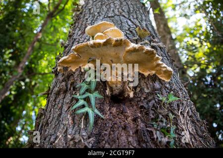 Ein großer weißer Baumpilz, der auf der Rinde eines Baumes wächst. Stockfoto