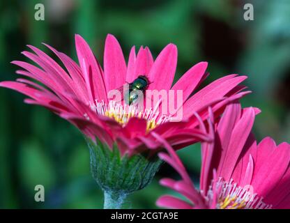 Gemeine grüne Fliege (Calliphora vomitoria), die auf einem farbenprächtigen rosa Gerbera-Blütenblatt ruht, vor einem natürlichen grünen Hintergrund. Stockfoto