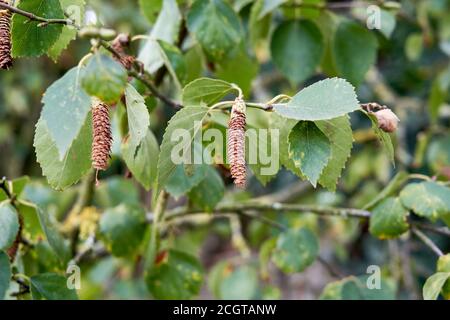 Silver birch Betula pendula leaves and pendulous cylindrical catkins laden with numerous winged seeds that are spread and dispersed by wind Stock Photo