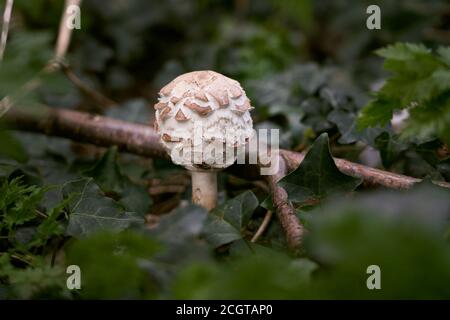 Frühe Wachstumsphase von Macrolepiota rhacodes var. bohemica edibedible Pilze mit Kiemen wächst in einem Spinney unter Efeu M. rhacodes var. hortensis Stockfoto